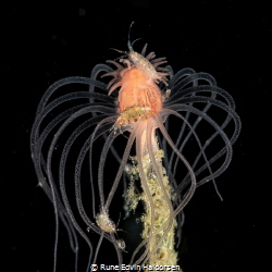 Tubularia indivisa with ampipods by Rune Edvin Haldorsen 
